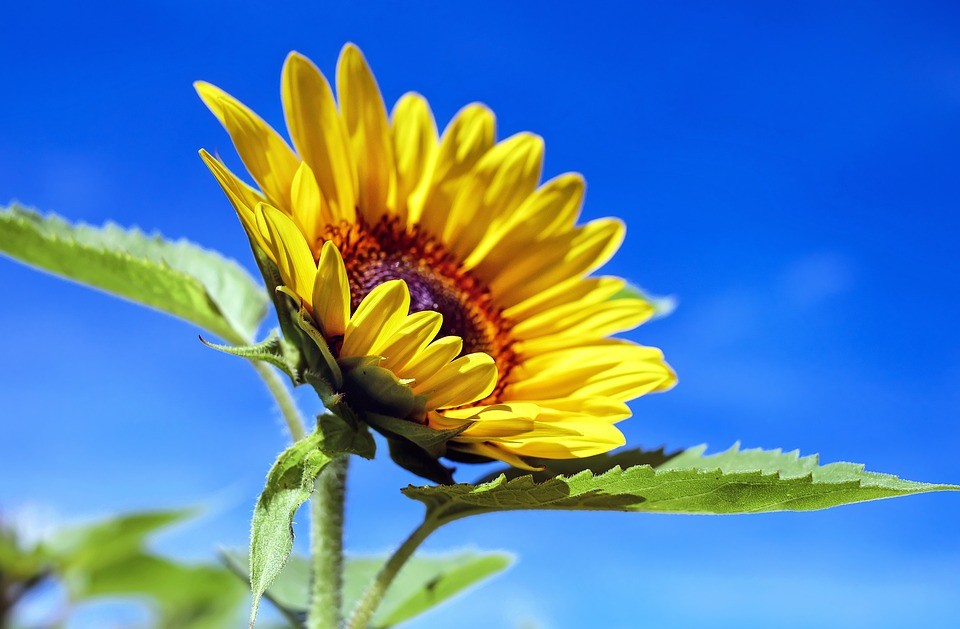 sun-flower-1536088_960_720 triangulaire amoureux