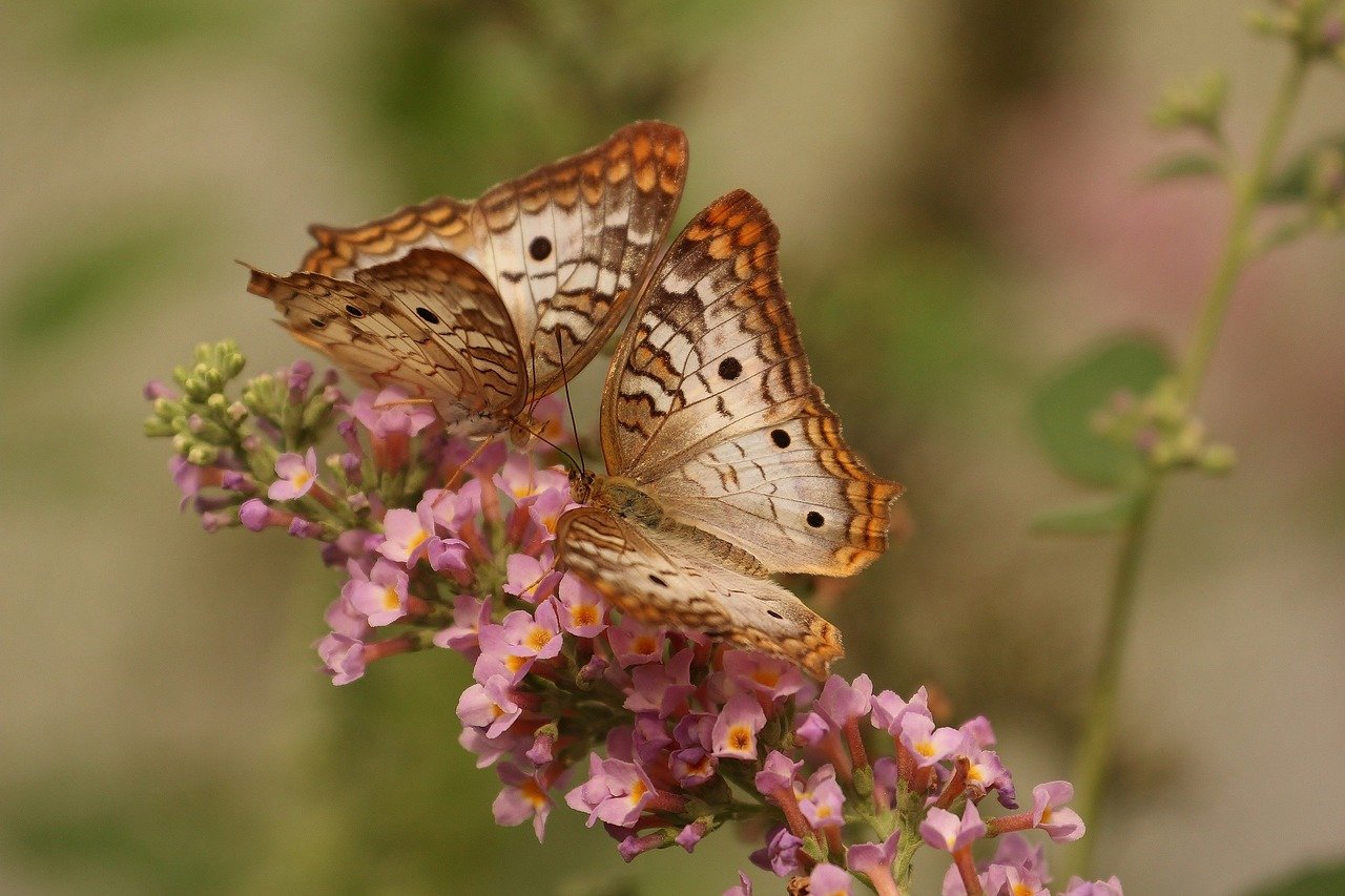 butterflies-743549_1280