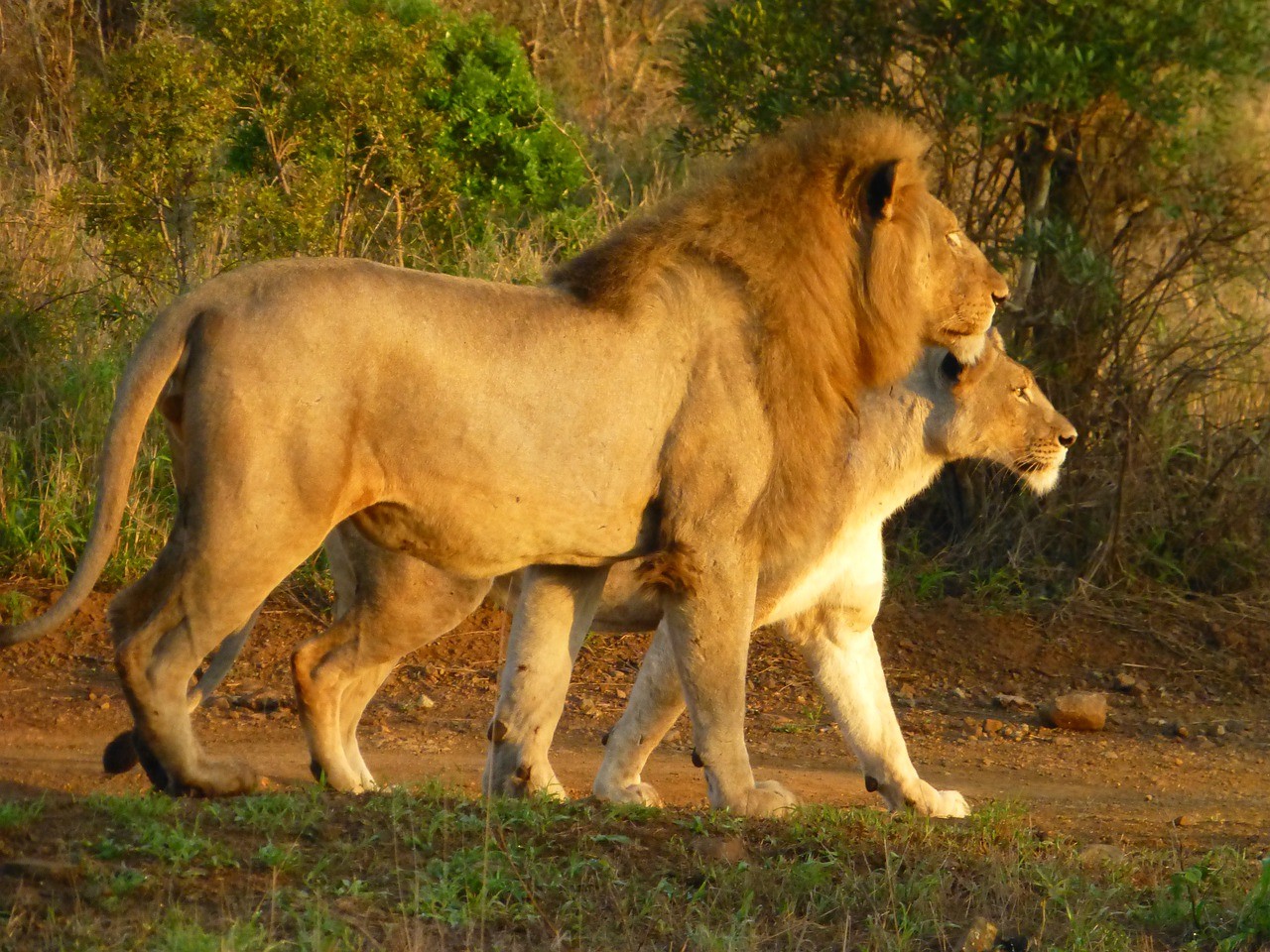 lions-g409e644f6_1280