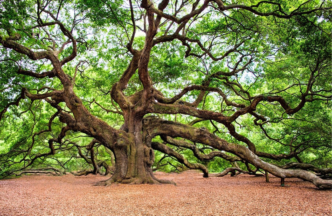 oak-tree-ge1753b2f5_1280 clarvoyance
