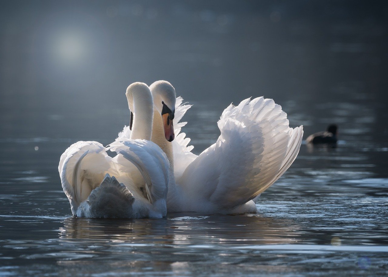swan-g076705120_1280