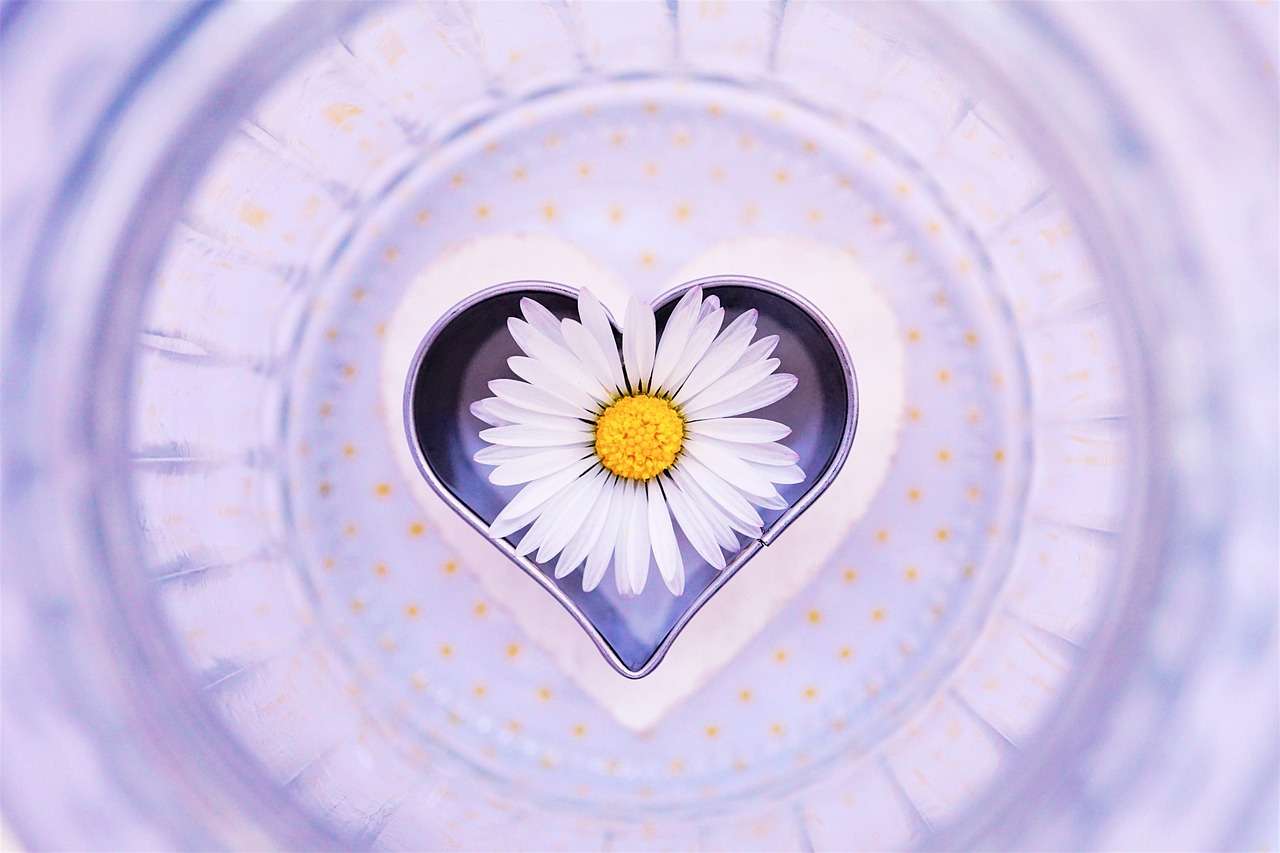 daisy-g2f1f8db59_1280